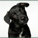 미소동물의료센터 이미지