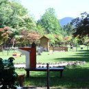 댕댕이숲 이미지