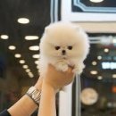 반려동물행동교정사 이미지