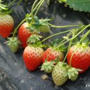 효자농장 이미지