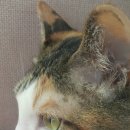 행운냥이 이미지