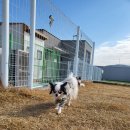 댕댕이 보호구역 이미지