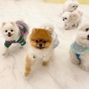 하늘유치원 | 관악 메리펫 애견유치원 학대 사건 팩트체크와 튀김이 폭행 영상 정리