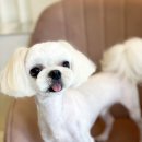 두유네 애견미용실 이미지