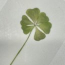 (주)네잎 이미지