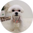 개들의 집 펫살롱 이미지