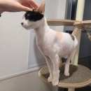 캣치유고양이미용호텔 | 관악구 고양이 미용, 호텔이가능한 캣치유고양이미용호텔