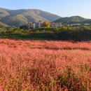 메밀꽃이피었습니다 이미지