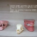 나래동물병원 이미지