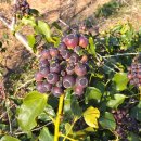 금오산전망대 이미지