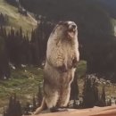 더블링독 | Creepy Nuts Asia Tour 2025 후기