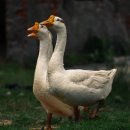 황금알 농장 이미지