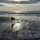 도그인 그레이 이미지