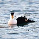 EIDER