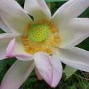 연근농장 이미지