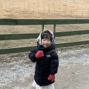 돈구농장 | 총정리/스테이낙낙/대관령양떼목장/대관령아기동물농장/아르떼뮤지엄/카페밀/임계식당/중앙시장도깨비와...