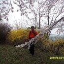 석성산 번개산행 그리고 에버랜드길 벚꽃구경 이미지