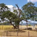 두곡리 은행나무 | 문화재수리기술자(식물보호) 합격 후기