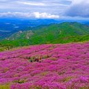 황매산 철쭉제 이미지