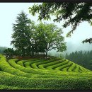 아름다운 차 생활 이미지