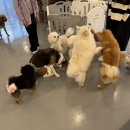 루이비독 이미지