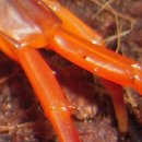 마이차우 이미지