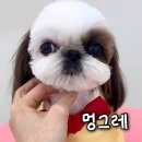 멍그레 | 부산 송정애견미용 잘하는 곳 추천 시츄미용 멍그레 후기