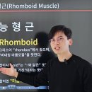 이해 쏙쏙 해부학 수업 - 능형근 Rhomboid muscle 이미지