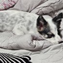 드도그카페 이미지