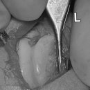 부평 모모 동물병원 이미지