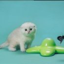 키친딜리스 이미지