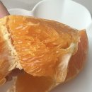 희망유통 | 희망향 특징 맛 먹어본 후기, 천혜향 오렌지와 차이 비교