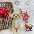 릴리줄리살롱 | 삼성동애견미용 스포팅컷 후 가벼워진 후기