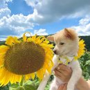 해바라기 애견 이미지