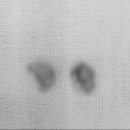 홈즈 동물병원 이미지