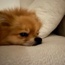 라엘동물의료센터 이미지