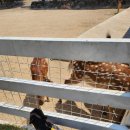 (주)이랜드파크 켄싱턴리조트 설악밸리 | 속초 애견동반숙소 켄싱턴리조트 설악밸리 펫베른 조식까지