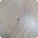 선진약품 | 바퀴벌레 퇴치 원룸 유충 새끼 알까지 박멸 온크린 인천 방역업체 바퀴약 추천