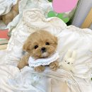 창신동물병원 | #말티푸 전문 분양 #요기독에서 분양하세요