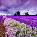 라벤더 이미지