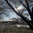 용연공원(도로변) | 4월 5일 조치원 벚꽃구경 한적한 벚꽃구경 명소! 조천변벚꽃길 주차