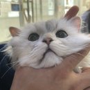 [금천구 동물병원] 고양이 종합구충, 이렇게 진행됩니다🩺