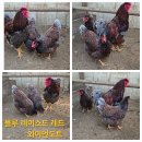 관상닭 여러품종 병아리 분양합니다 바와이역쿠 이미지