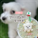 댕가앤쿡 이미지