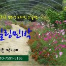 분천민박