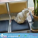 수지동물의료원 이미지