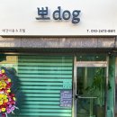 뽀 dog 이미지