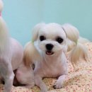 애개하우스