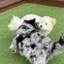 수지애견 이미지