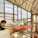 동산사슴목장 | 국내 봄 여행지 추천 아이와 함께 봄나들이 홍천 가볼만한곳 알파카월드